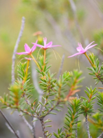 Wildflowers