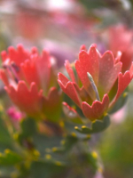 Hakea