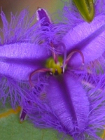 Wildflowers