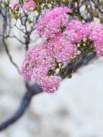 Wildflowers