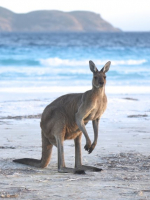 Lucky Bay kangaroo at dusk