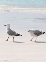 Disgruntled seagull