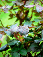 Raindrops on rose leaves
