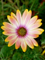 Daisy