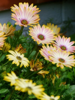 Daisies