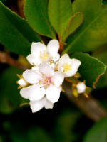 Lemon tree blossom