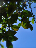 Sunshine through the gum leaves