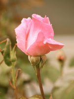 Weeping rose