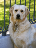Gretel the Golden Retriever