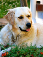 Gretel the Golden Retriever